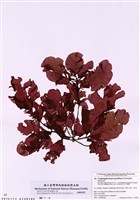 藏品(太平洋密果藻)的圖片